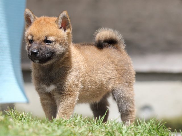 FP5A5699-puppy FP5A5699-puppy