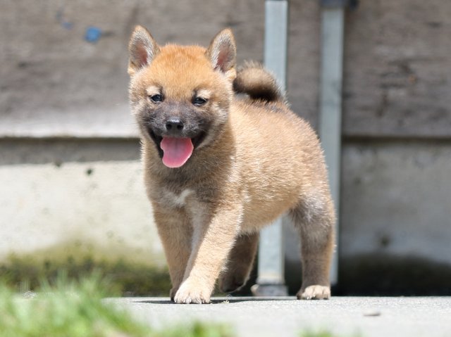FP5A5752-puppy FP5A5752-puppy
