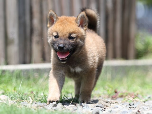 FP5A5766-puppy FP5A5766-puppy