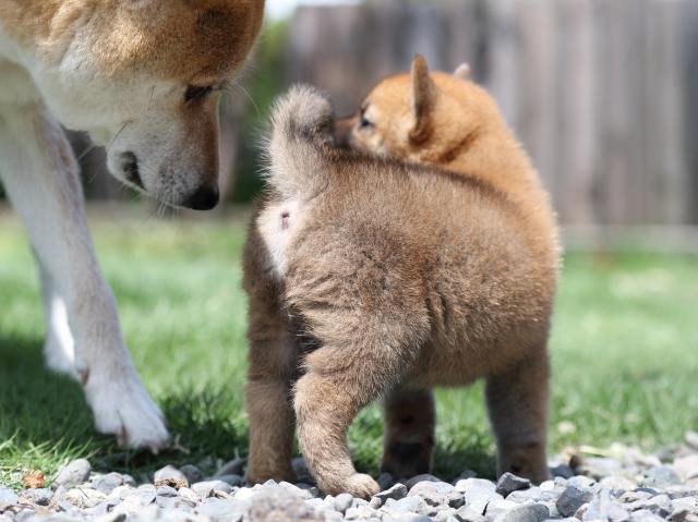 FP5A5790-puppy FP5A5790-puppy