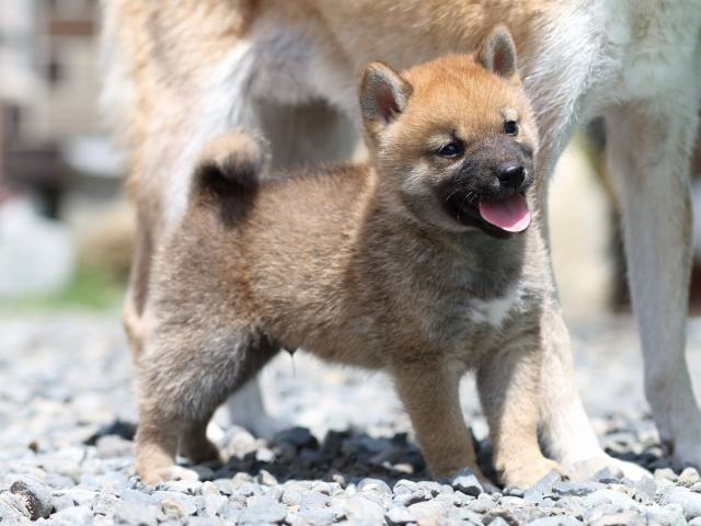FP5A5873-puppy FP5A5873-puppy