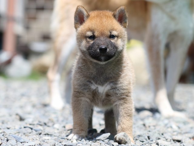 FP5A5926-puppy FP5A5926-puppy