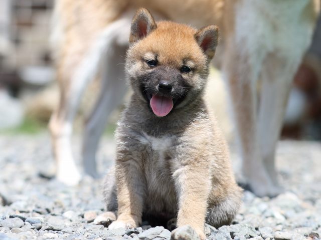 FP5A5931-puppy FP5A5931-puppy