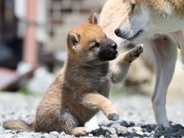 FP5A5949-puppy FP5A5949-puppy