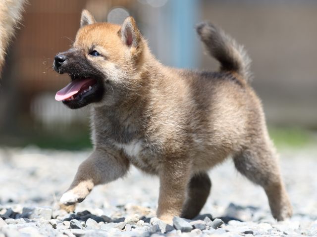 FP5A6036-puppy FP5A6036-puppy
