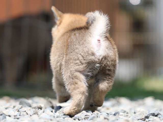 FP5A6065-puppy FP5A6065-puppy