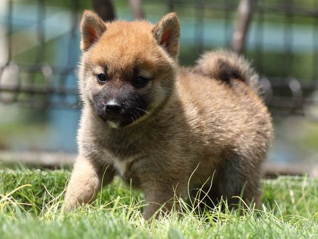 FP5A6118-puppy FP5A6118-puppy