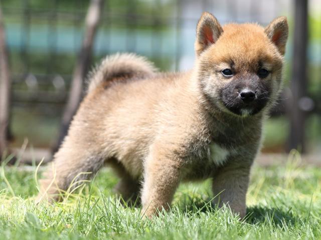 FP5A6121-puppy FP5A6121-puppy