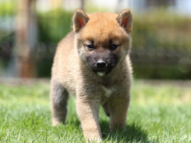 FP5A6128-puppy FP5A6128-puppy