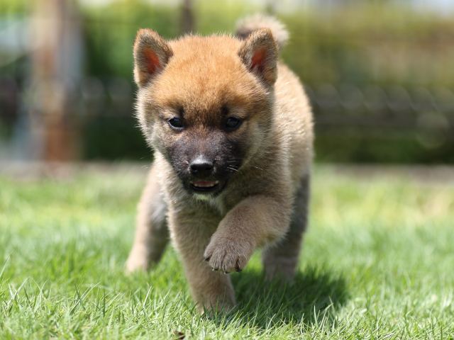 FP5A6130-puppy FP5A6130-puppy