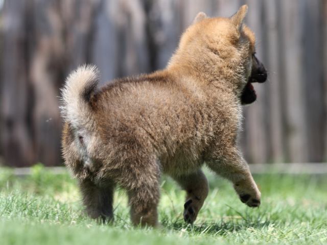 FP5A6138-puppy FP5A6138-puppy