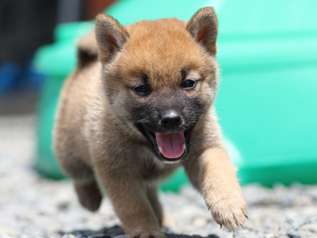 FP5A6233-puppy FP5A6233-puppy