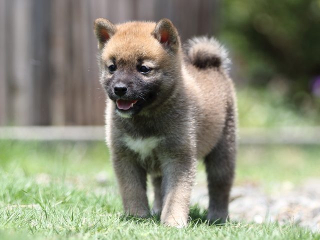FP5A6340-puppy FP5A6340-puppy