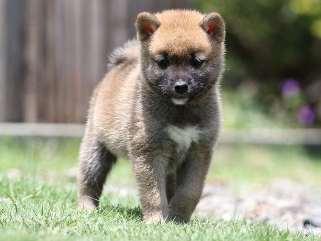 FP5A6346-puppy FP5A6346-puppy
