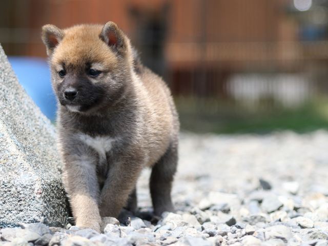FP5A6377-puppy FP5A6377-puppy