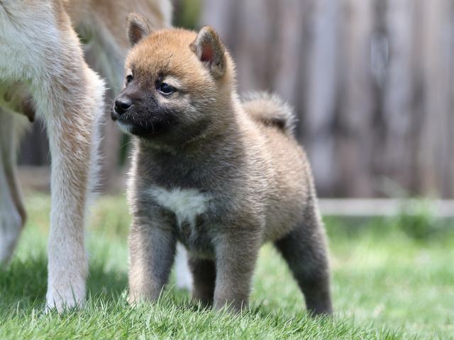 FP5A6395-puppy FP5A6395-puppy