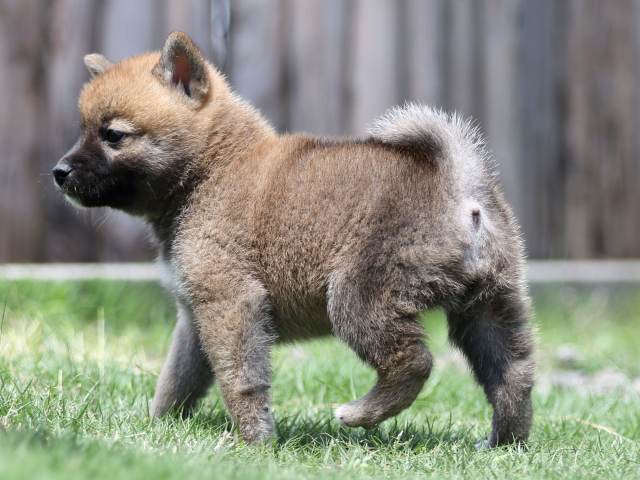 FP5A6402-puppy FP5A6402-puppy