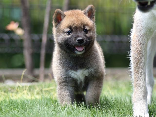 FP5A6411-puppy FP5A6411-puppy