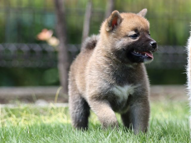 FP5A6414-puppy FP5A6414-puppy
