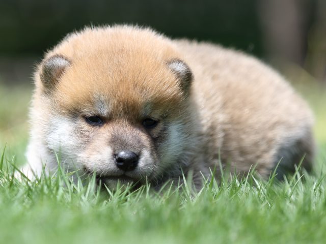 FP5A6625-puppy FP5A6625-puppy