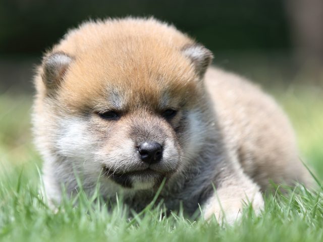 FP5A6646-puppy FP5A6646-puppy