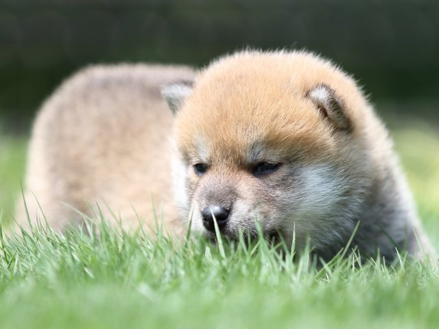 FP5A6672-puppy FP5A6672-puppy