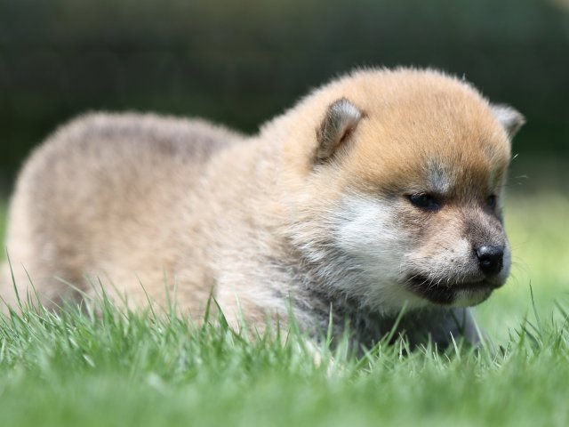 FP5A6677-puppy FP5A6677-puppy