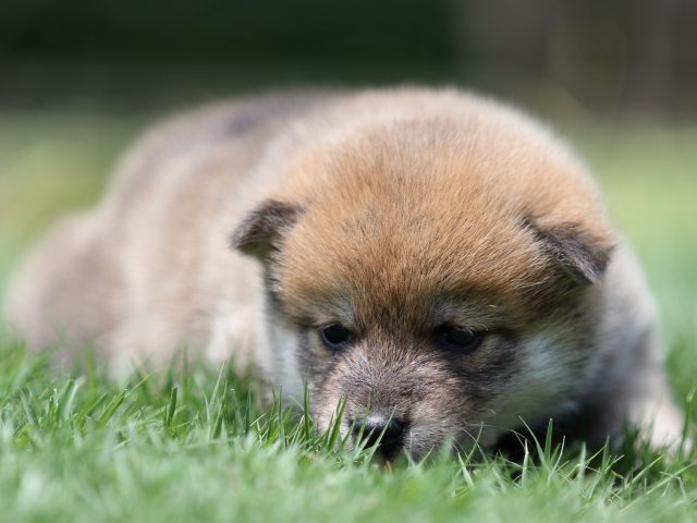 FP5A6701-puppy FP5A6701-puppy