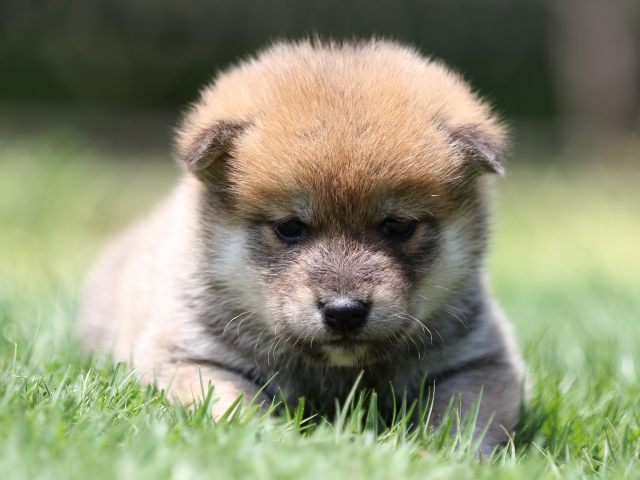 FP5A6726-puppy FP5A6726-puppy