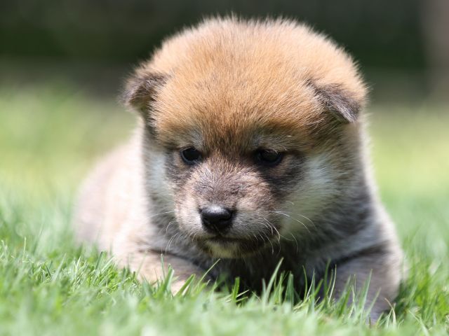 FP5A6728-puppy FP5A6728-puppy