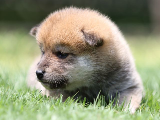 FP5A6732-puppy FP5A6732-puppy