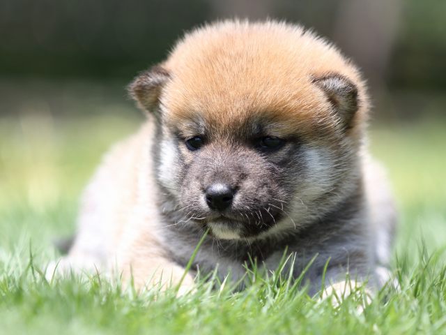 FP5A6774-puppy FP5A6774-puppy