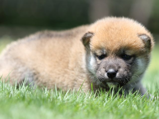 FP5A6789-puppy FP5A6789-puppy