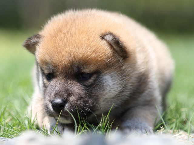 FP5A6835-puppy FP5A6835-puppy