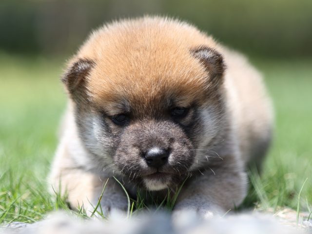 FP5A6839-puppy FP5A6839-puppy