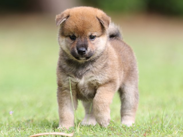 FP5A7404-puppy FP5A7404-puppy