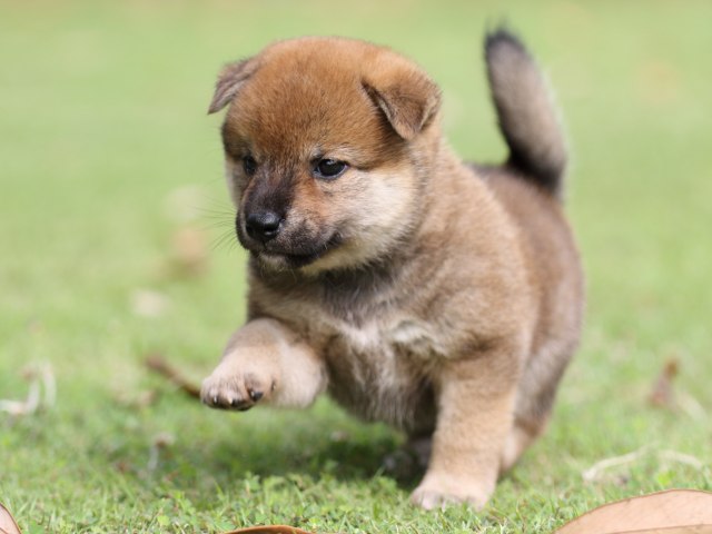 FP5A7476-puppy FP5A7476-puppy