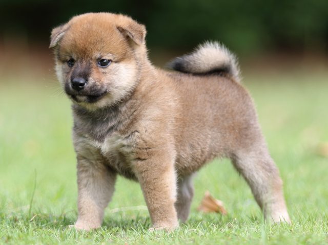 FP5A7483-puppy FP5A7483-puppy