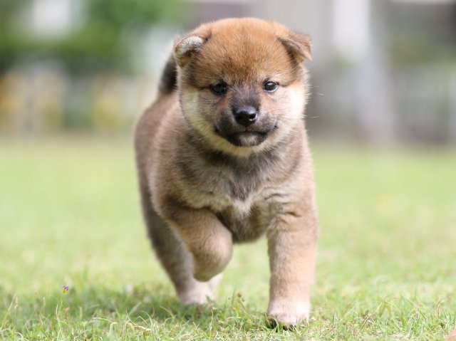 FP5A7517-puppy FP5A7517-puppy