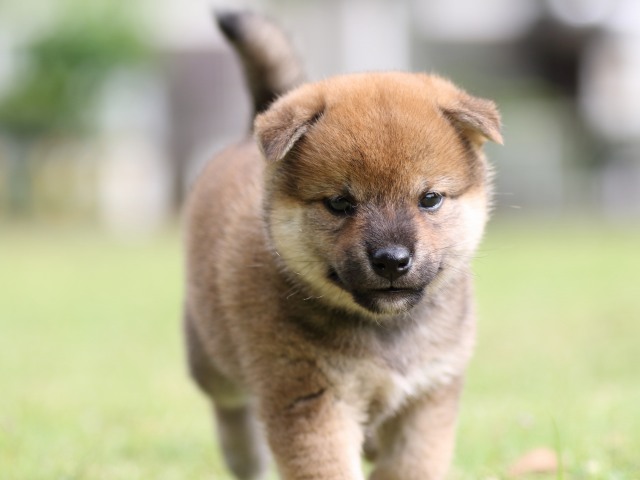 FP5A7521-puppy FP5A7521-puppy