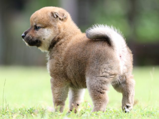 FP5A7551-puppy FP5A7551-puppy