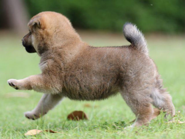 FP5A7565-puppy FP5A7565-puppy