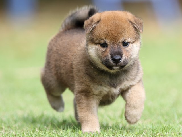 FP5A7627-puppy FP5A7627-puppy