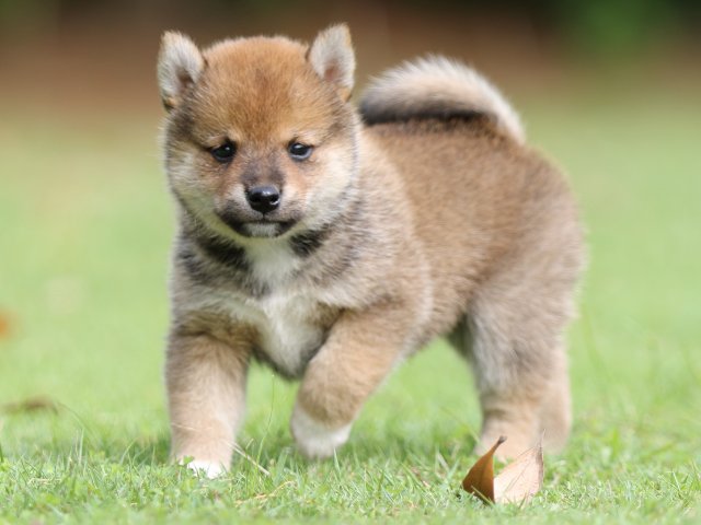 FP5A7655-puppy FP5A7655-puppy