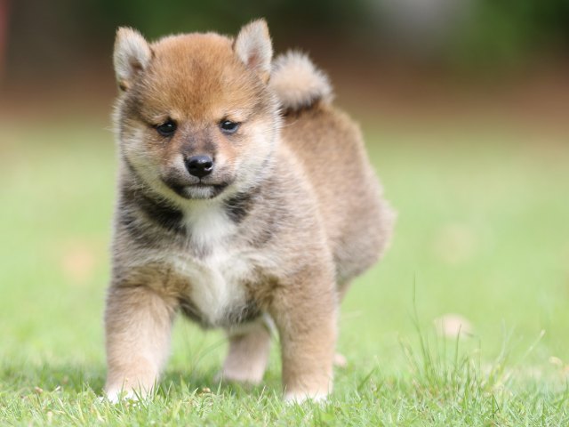 FP5A7683-puppy FP5A7683-puppy