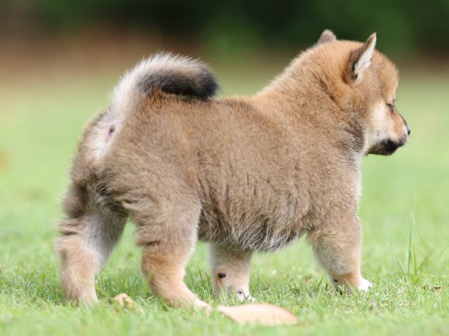 FP5A7697-puppy FP5A7697-puppy