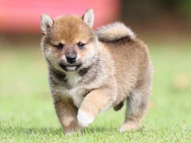 FP5A7708-puppy FP5A7708-puppy