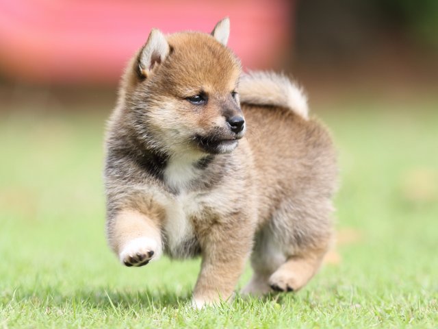 FP5A7710-puppy FP5A7710-puppy