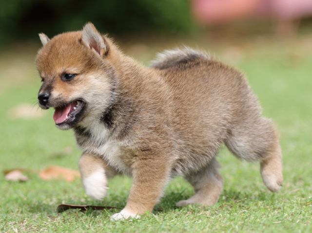 FP5A7773-puppy FP5A7773-puppy