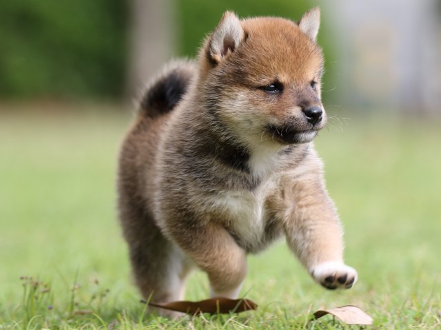 FP5A7791-puppy FP5A7791-puppy